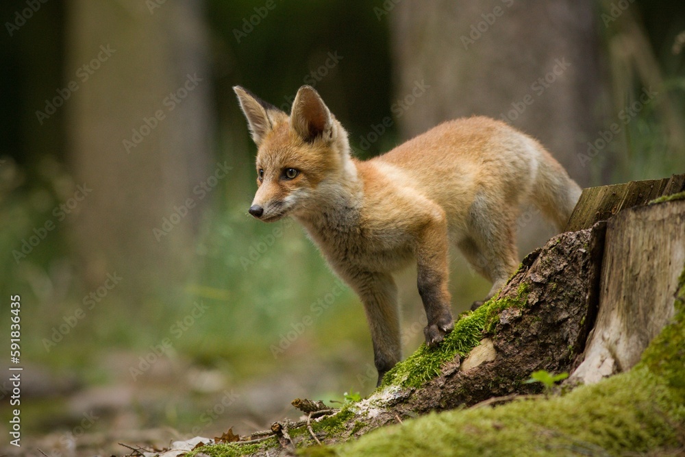 Selective focus shot of a red fox in a field