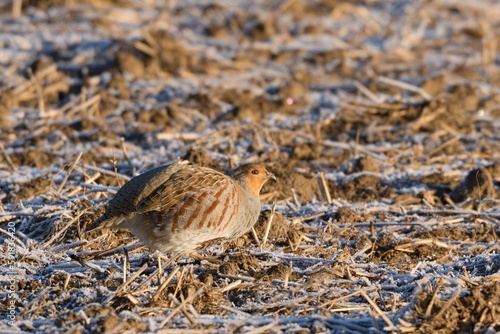Wallpaper Mural Grey partridge (perdix perdix) in the field Torontodigital.ca