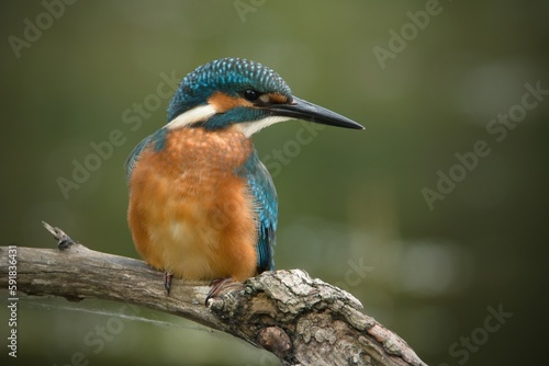 Common kingfisher (alcedo atthis) perched on twig