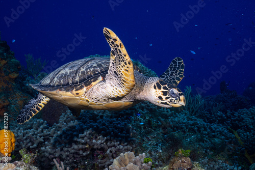 Hawksbill sea turtle swimming © Griffin