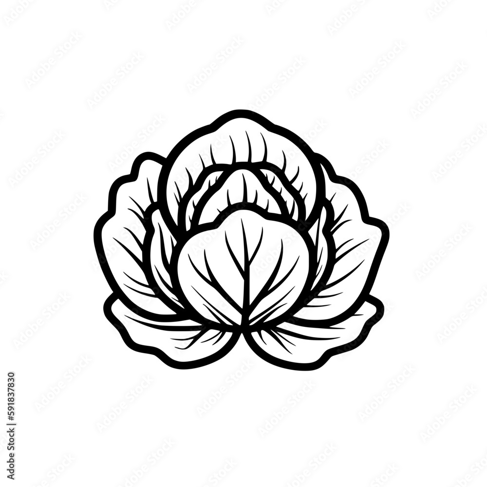 Obraz premium Cabbage vector illustration isolated on transparent background