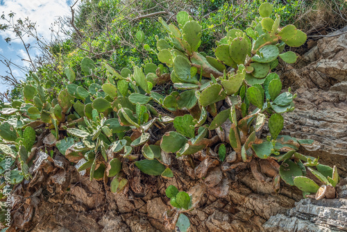 Thickets of prickly pear cactus grow on the stone surface of a cliff in Budva  Montenegro. Opuntia shrub and layered mineral rock on a mountainside. Natural floral-geological background