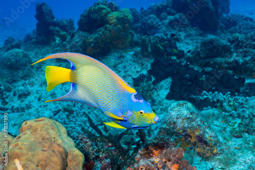 Queen angelfish