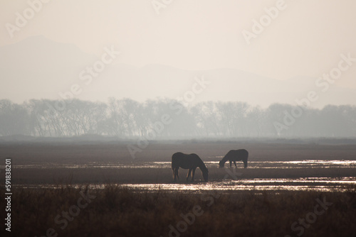 horses in the fog © Baris