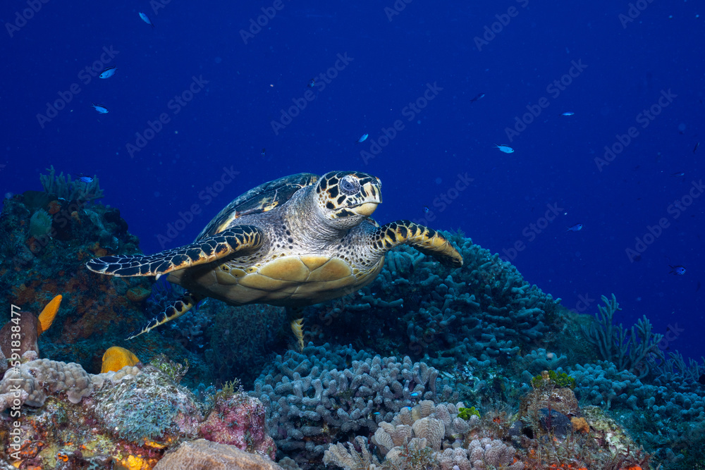 Obraz premium Hawksbill sea turtle swimming over reef