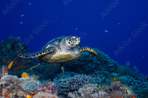 Hawksbill sea turtle swimming over reef