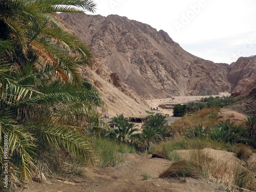 Dahab Oasis , lots of palm trees into the mountains of dahab city, Sinai , Egypt 