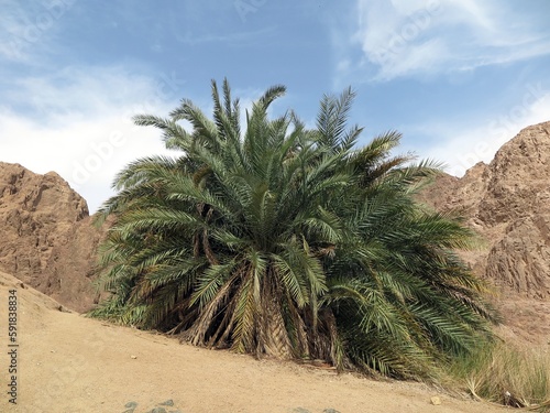 Dahab Oasis , lots of palm trees into the mountains of dahab city, Sinai , Egypt 