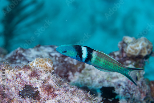 Bluehead wrasse on reef photo