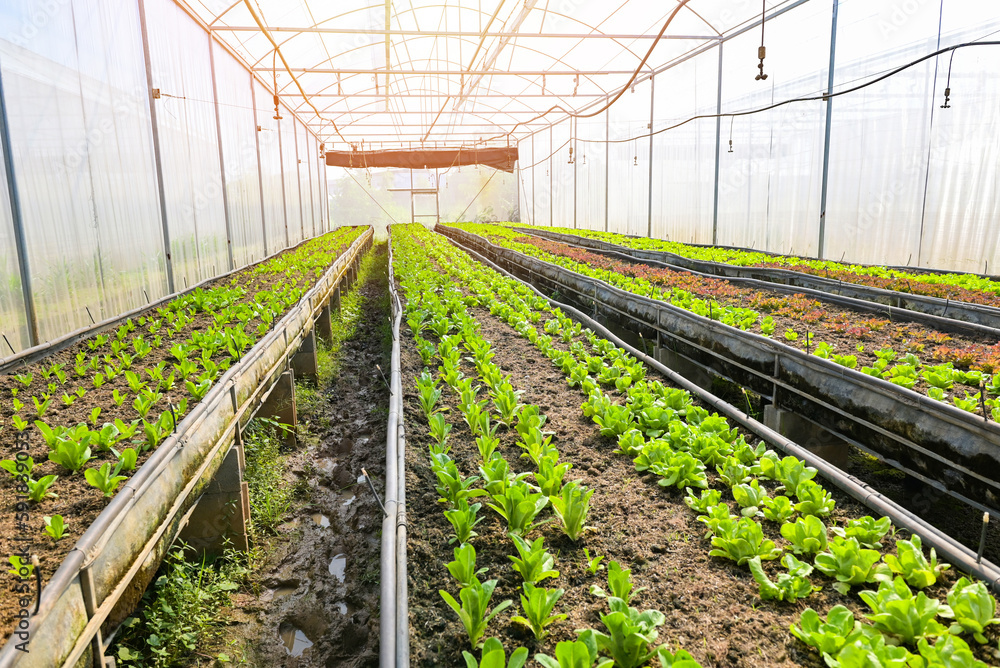 Vegetable farm soil vegetable garden, organic green cos lettuce vegetable gardening with green