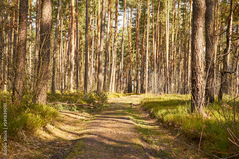Obraz premium droga ,las