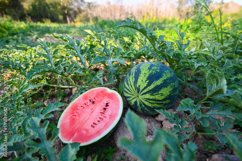 watermelon slice in watermelon field - fresh watermelon fruit on ground agriculture garden watermelon farm with leaf tree plant, harvesting watermelons in the field