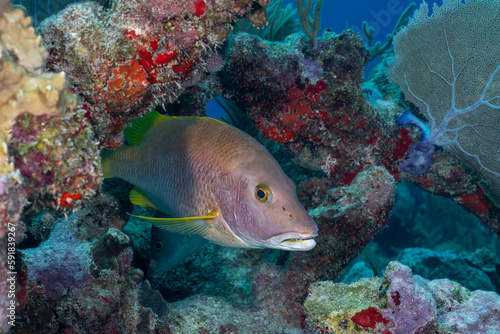 Schoolmaster snapper swimming on reef