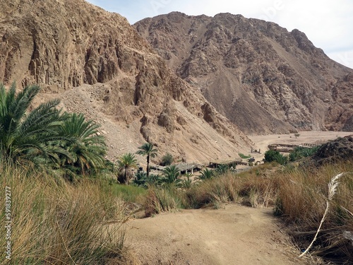 Dahab Oasis , lots of palm trees into the mountains of dahab city, Sinai , Egypt 