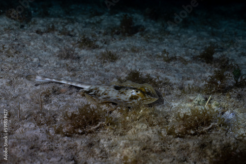 Yellow stingray on ocean floor