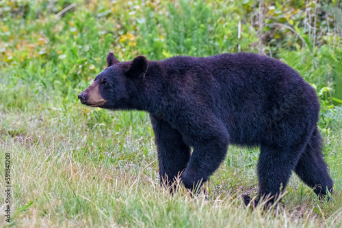 Beautiful shot of an American black bear in a field during the day