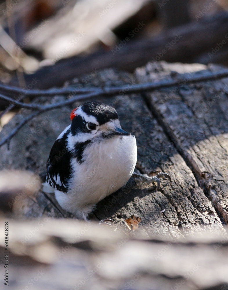 Fototapeta premium Vertical closeup shot of a hairy woodpecker on a tree
