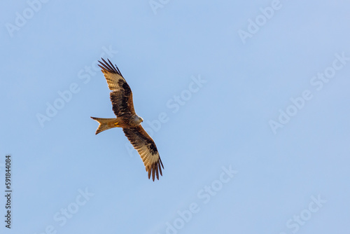 A red kite in the air © hecke71
