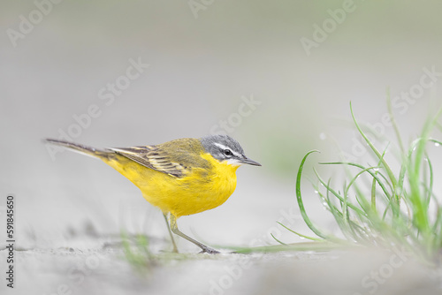 Extreme closeup for the western yellow wagtail (Motacilla flava)