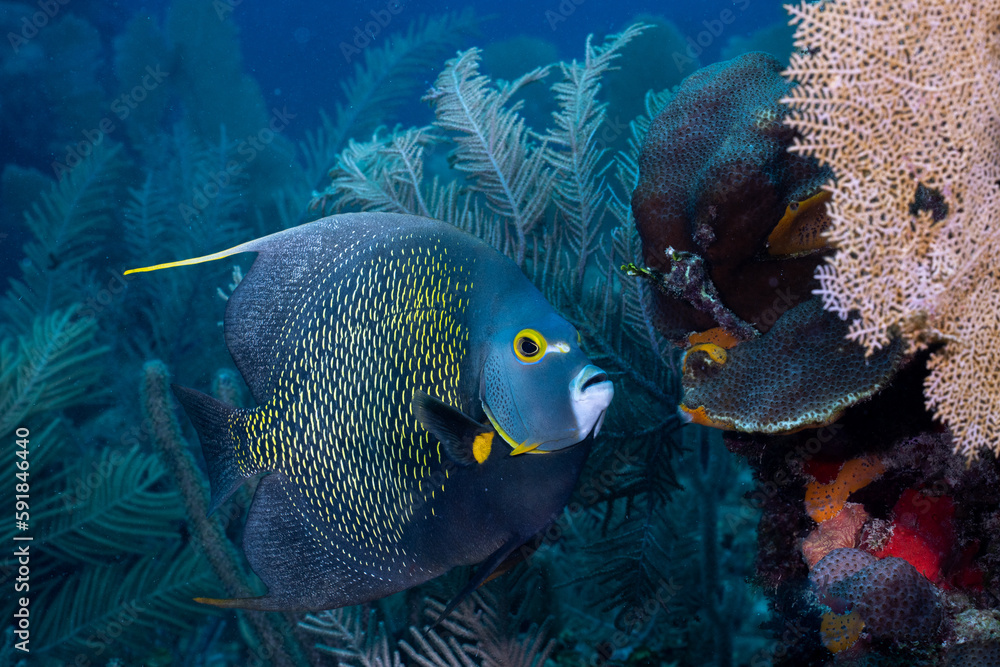 Obraz premium French angelfish