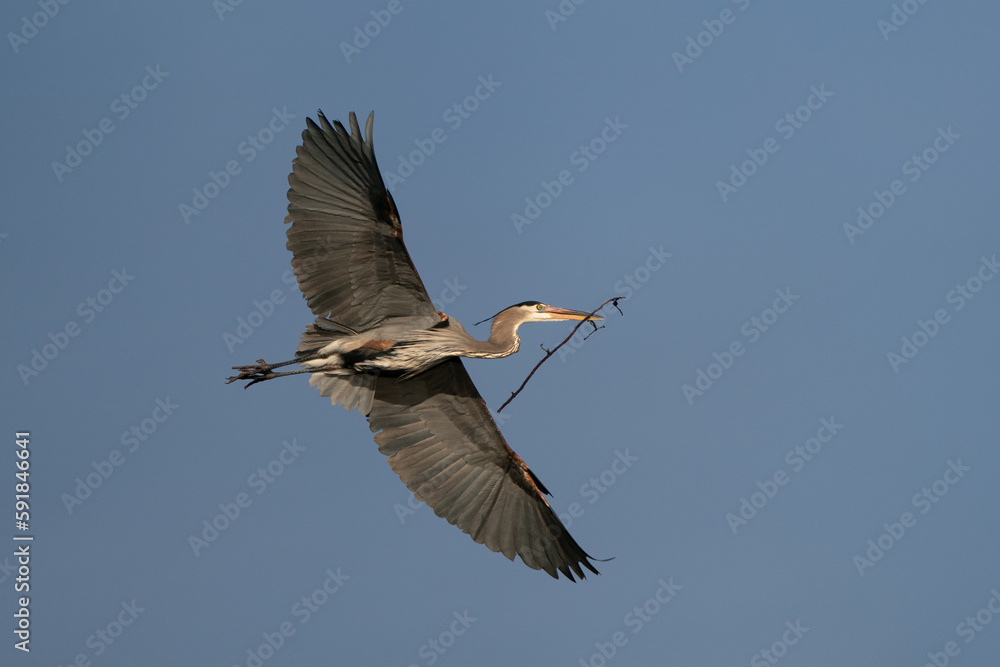 Obraz premium Heron in flight with a branch in beak