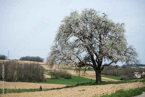 View of cherry blossom tree in a country landscape in border the road
