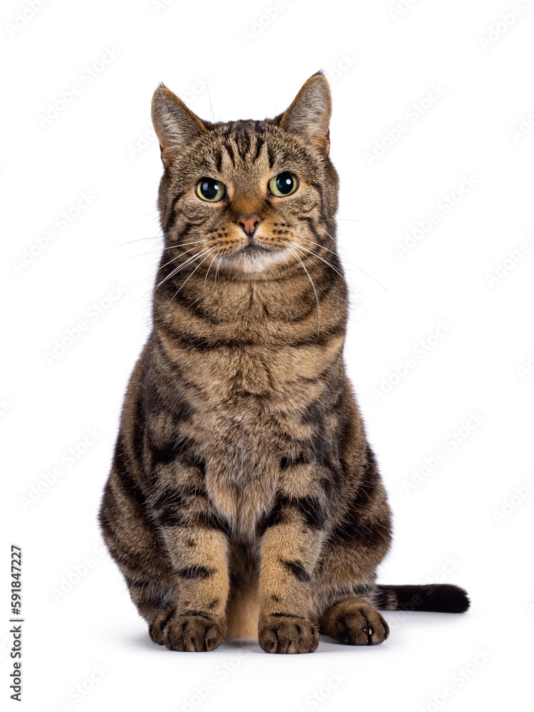 Excellent typed purebred senior European Shorthair cat, sitting up facing front. Looking at camera. Isolated on a white background.