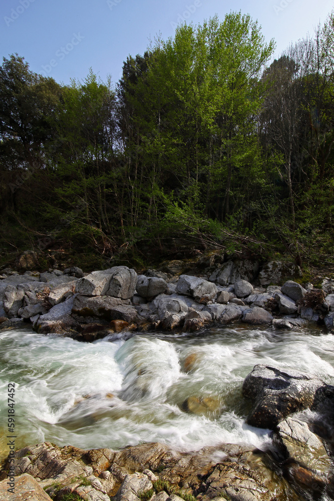 Vertical shot of a beautiful lake flowing in the forest
