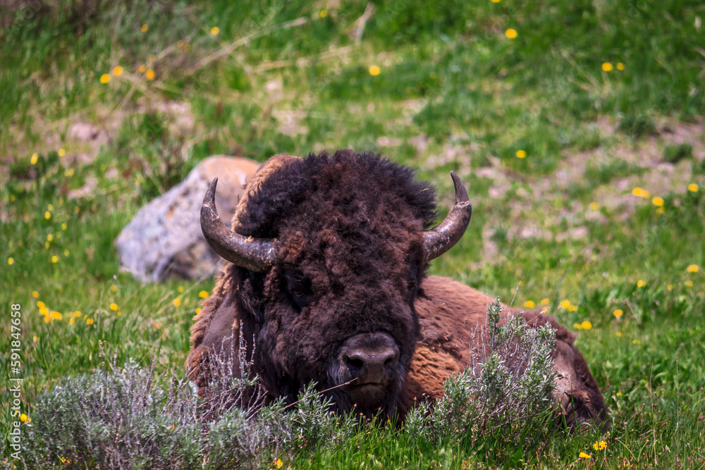 Closeup shot of a bison lying in a field of Yellowstone National Park, Montana, United States Closeup shot of a bison lying in a field of Yellowstone National Park, Montana, United States