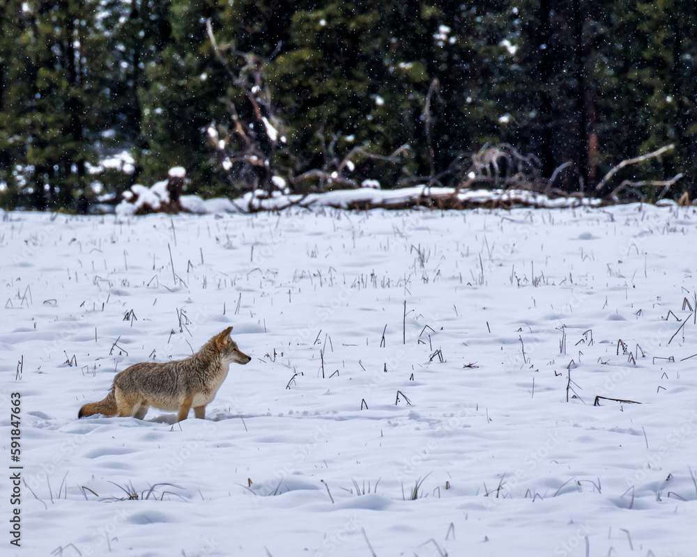 Fototapeta premium Coyote in a snowy field of Yellowstone National Park, Wyoming, United States