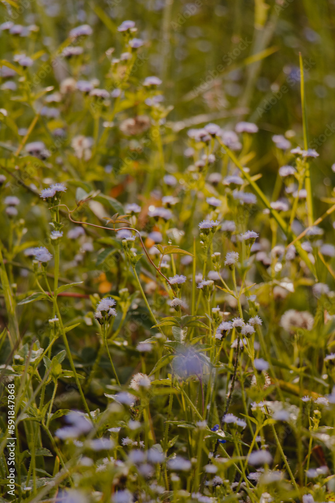 Obraz premium purple amaranth flower