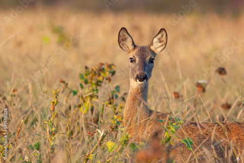 Fototapeta Naklejka Na Ścianę i Meble -  Beautiful view of a deer in a field