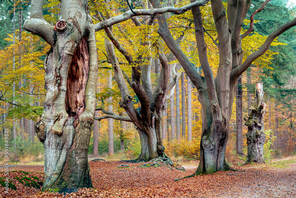 Beautiful shot of big old brown beech trees in the forest Beautiful shot of big old brown beech trees in the forest