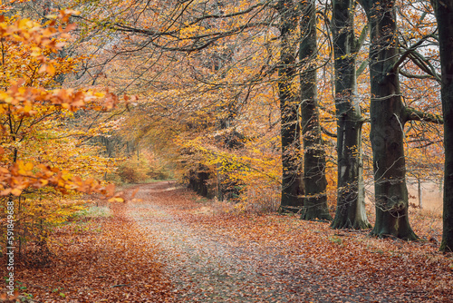 Beautiful shot of trees inside a forest in the autumn