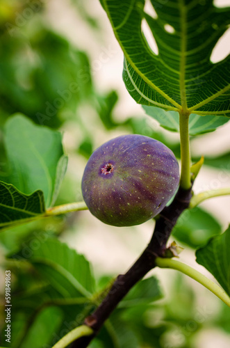 fig on a tree