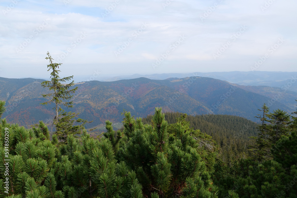 Obraz premium Beautiful autumn forest in Carpathian mountains