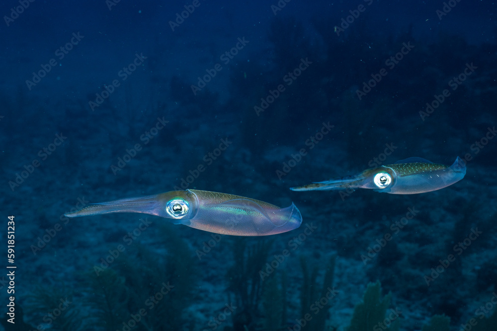Fototapeta premium Caribbean reef squid