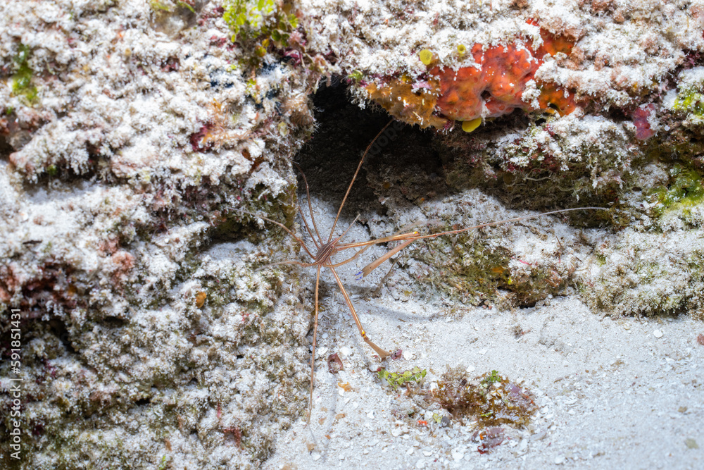 Yellowline arrow crab on ocean floor