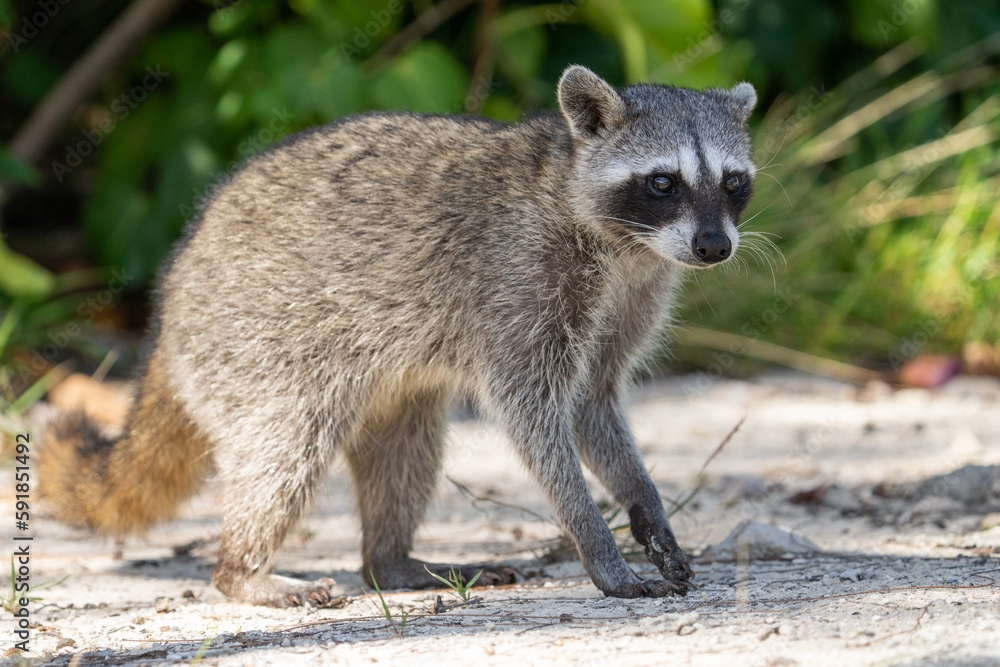 Obraz premium Cozumel raccoon