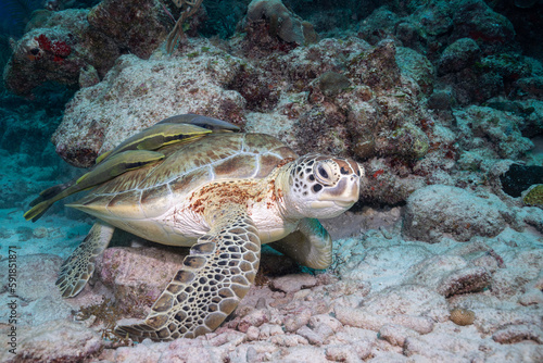 Green sea turtle © Griffin
