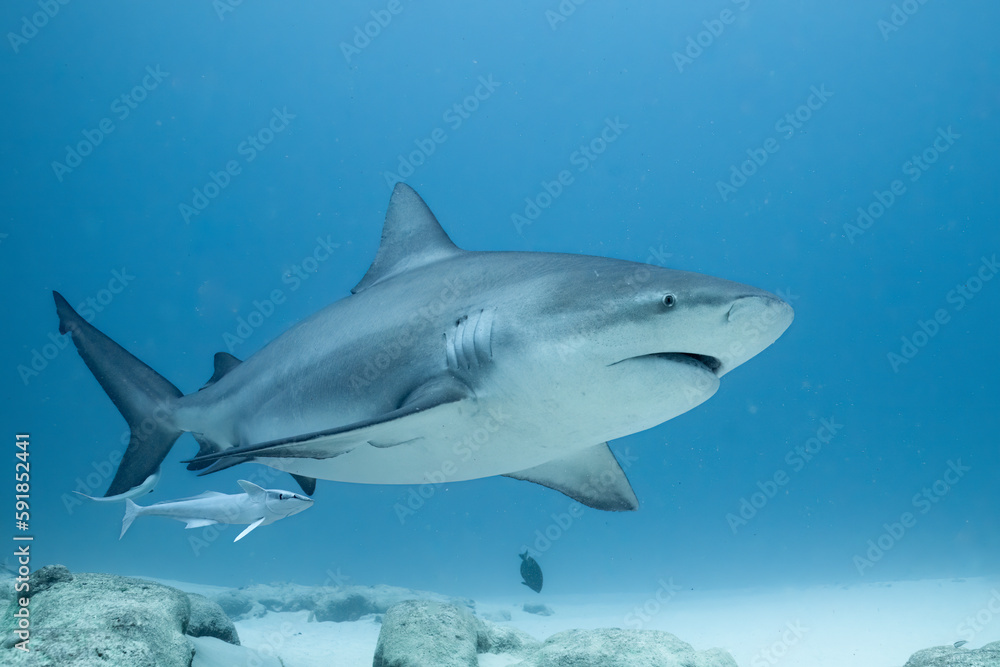 Obraz premium Bull shark