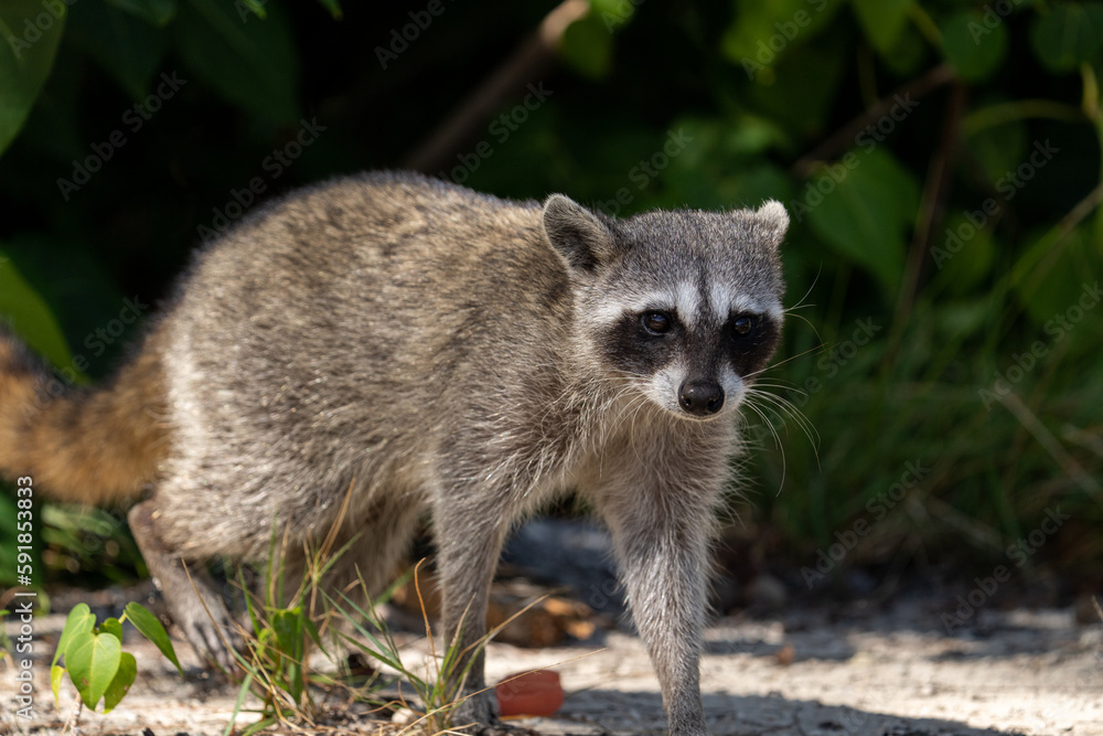 Obraz premium Cozumel raccoon