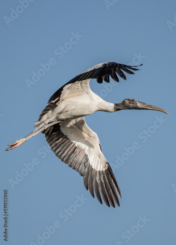 Beautiful view of the Florida wood stork in flight