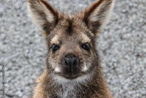 Closeup of a small Wallaby head