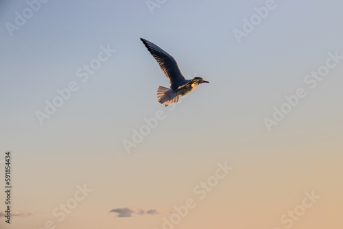 Seagull flying against a light sunset sky