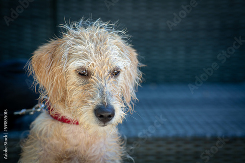 Canvas Print Portrait of a cute Soft-coated Wheaten Terrier with an innocent glance