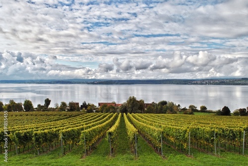 Vineyard at Lake Constance. Baden-Wuerttemberg, Germay.