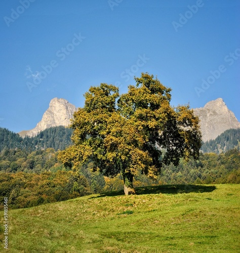 Beautiful tree in switzerland alps. Heididorf. Maienfeld.