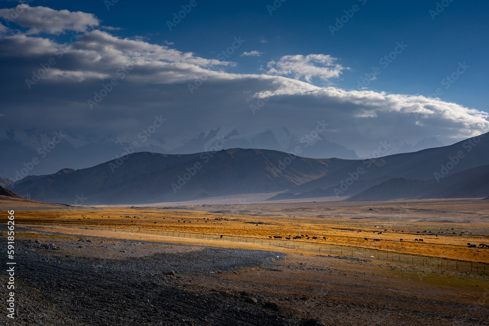 Wide field of cows in the middle of the desert with mountains and clouds background
