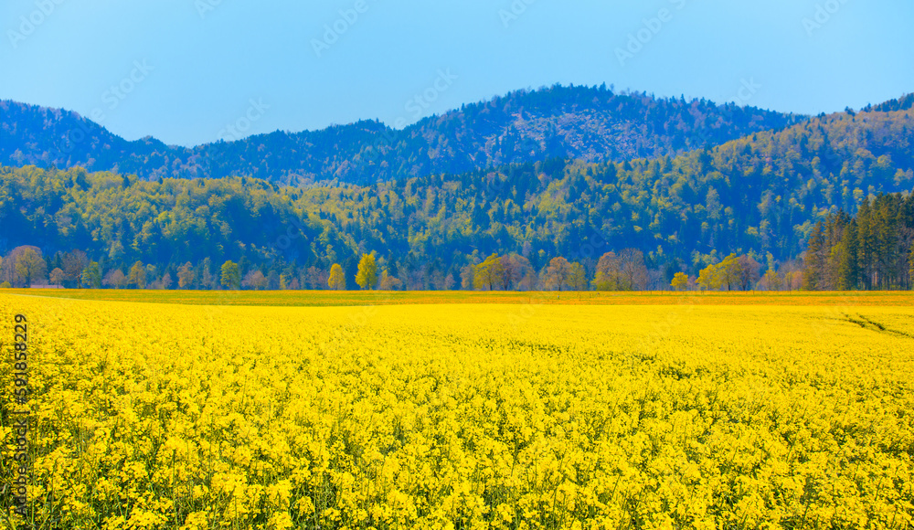 Yellow mustard field landscape industry of agriculture on the background colorful autumn forest